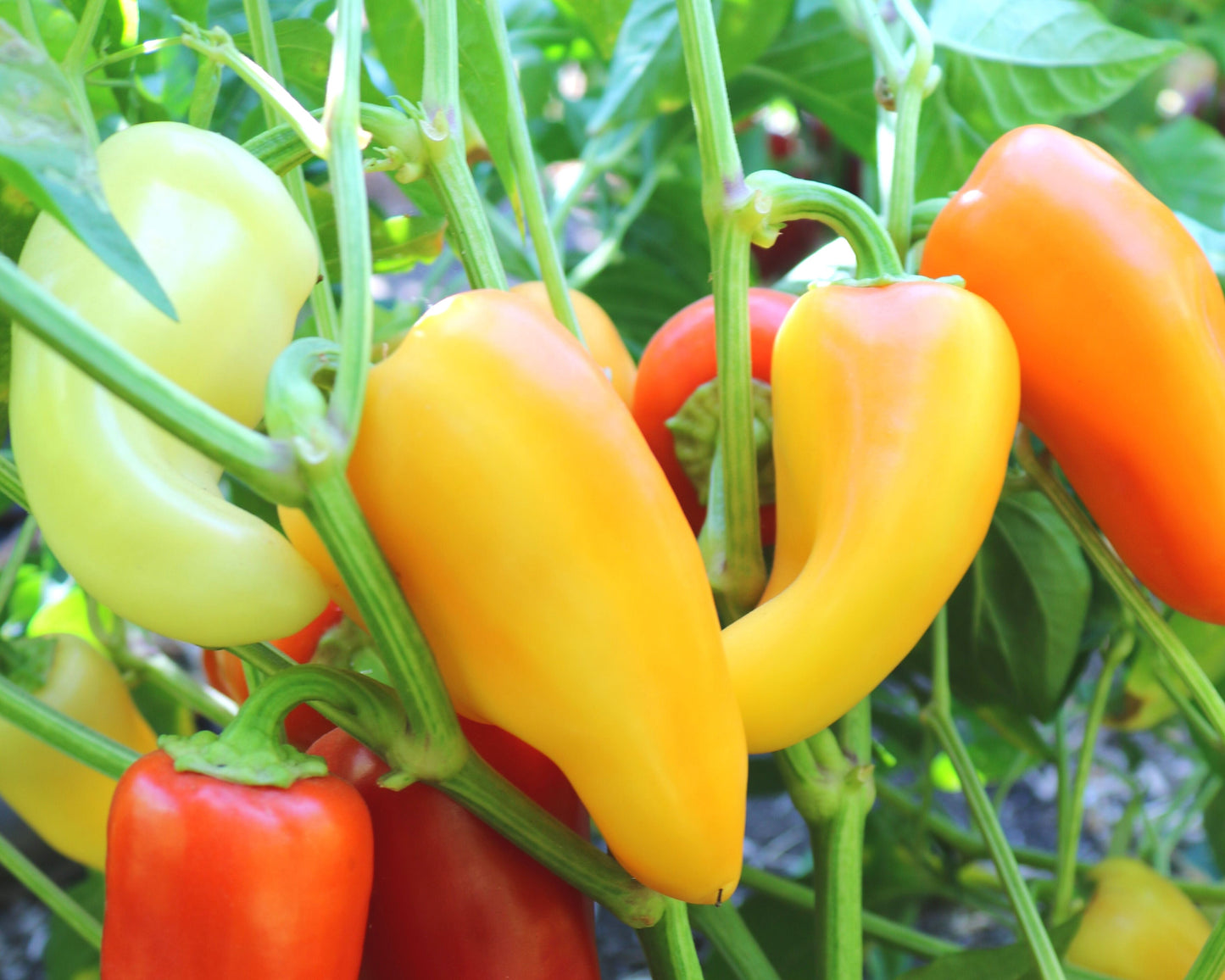 A cluster of red, orange, yellow, and light green Mariachi Hybrid Hot Peppers from Seeds 'n Such grows on a plant with green leaves and stems in a garden.