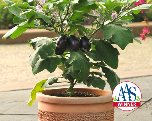 Patio Baby Hybrid Eggplant Seeds - Blessings Grow Meadows