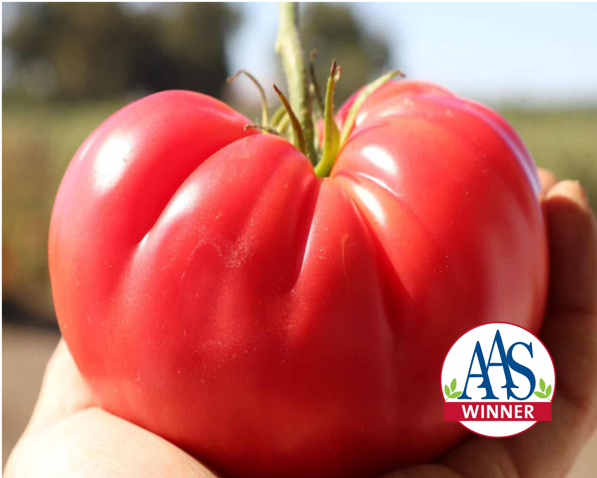 Pink Delicious Hybrid Tomato Seeds - Blessings Grow Meadows