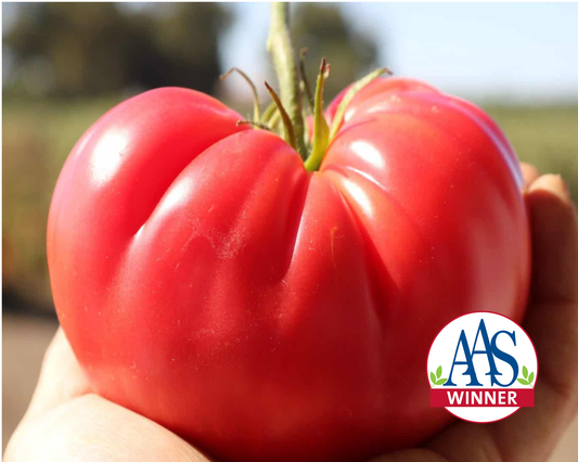 Pink Delicious Hybrid Tomato Seeds - Blessings Grow Meadows