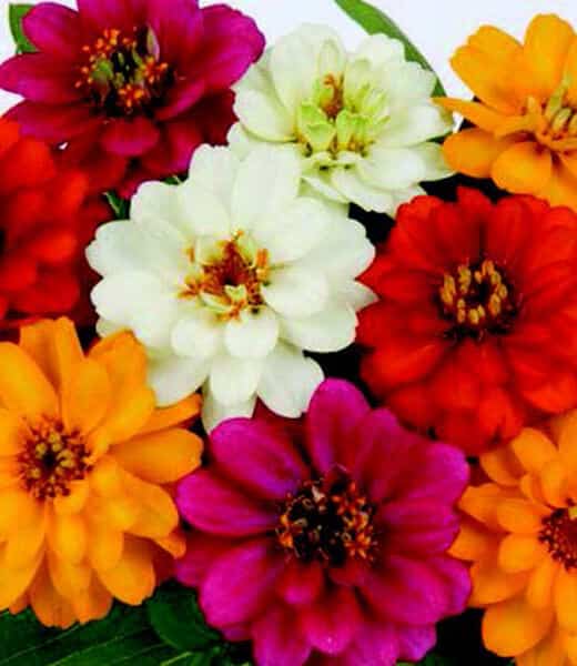 Profusion Double Hybrid Formula Mix Zinnia Seeds - Blessings Grow Meadows