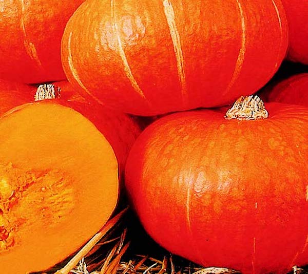 Sunshine Hybrid Kabocha Squash Seeds - Blessings Grow Meadows