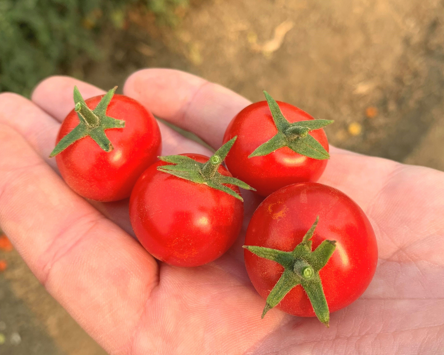 Packet of Seeds 'n Such Unicorn Hybrid Tomato Seeds showing 10 seeds in a colorful packet for planting and gardening.