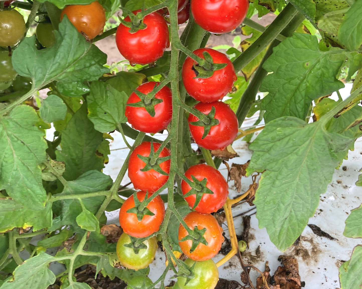 Packet of Seeds 'n Such Unicorn Hybrid Tomato Seeds showing 10 seeds in a clear packet for planting.