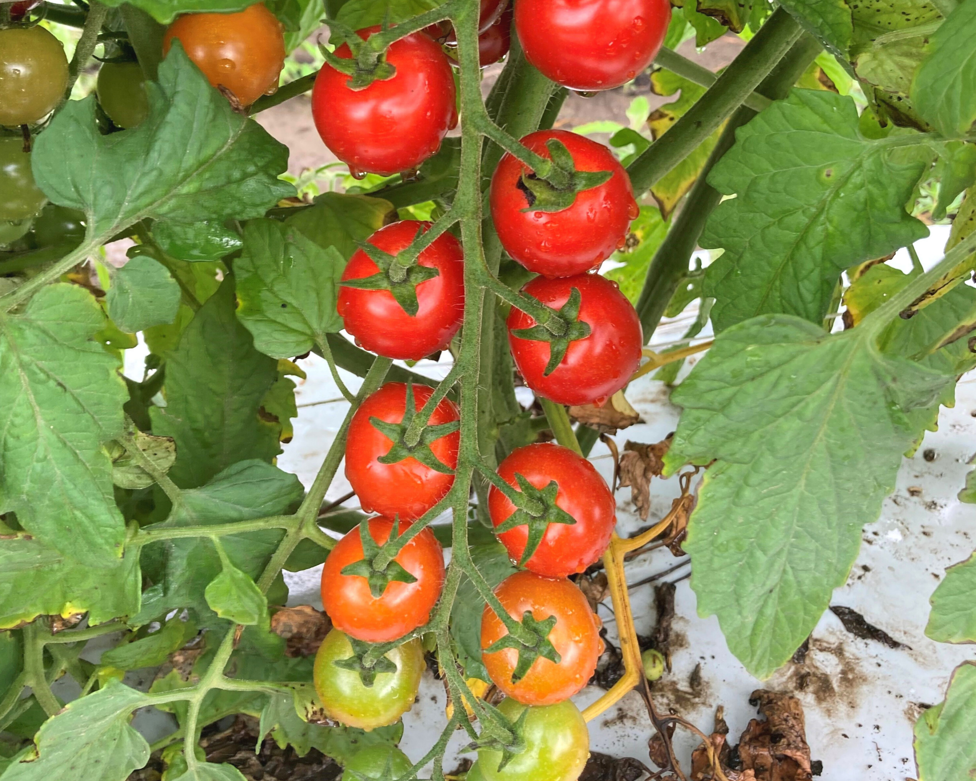 Packet of Seeds 'n Such Unicorn Hybrid Tomato Seeds showing 10 seeds in a clear packet for planting.
