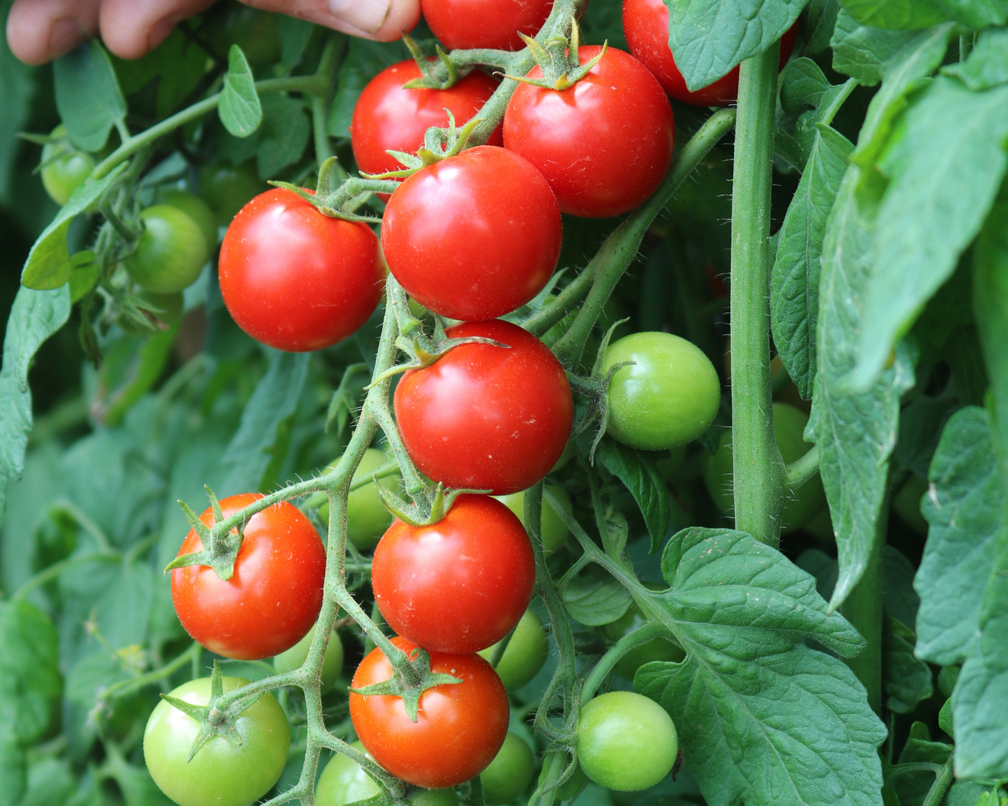 Packet of Seeds 'n Such Unicorn Hybrid Tomato Seeds showing 10 seed packets with colorful label design.