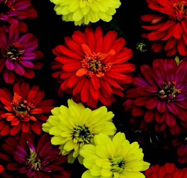 Zahara Double Brilliant Mix Zinnia Seeds - Blessings Grow Meadows