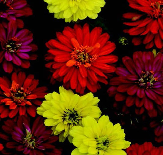 Zahara Double Brilliant Mix Zinnia Seeds - Blessings Grow Meadows