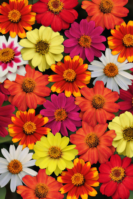 Zahara Series Formula Mix Zinnia Seeds - Blessings Grow Meadows
