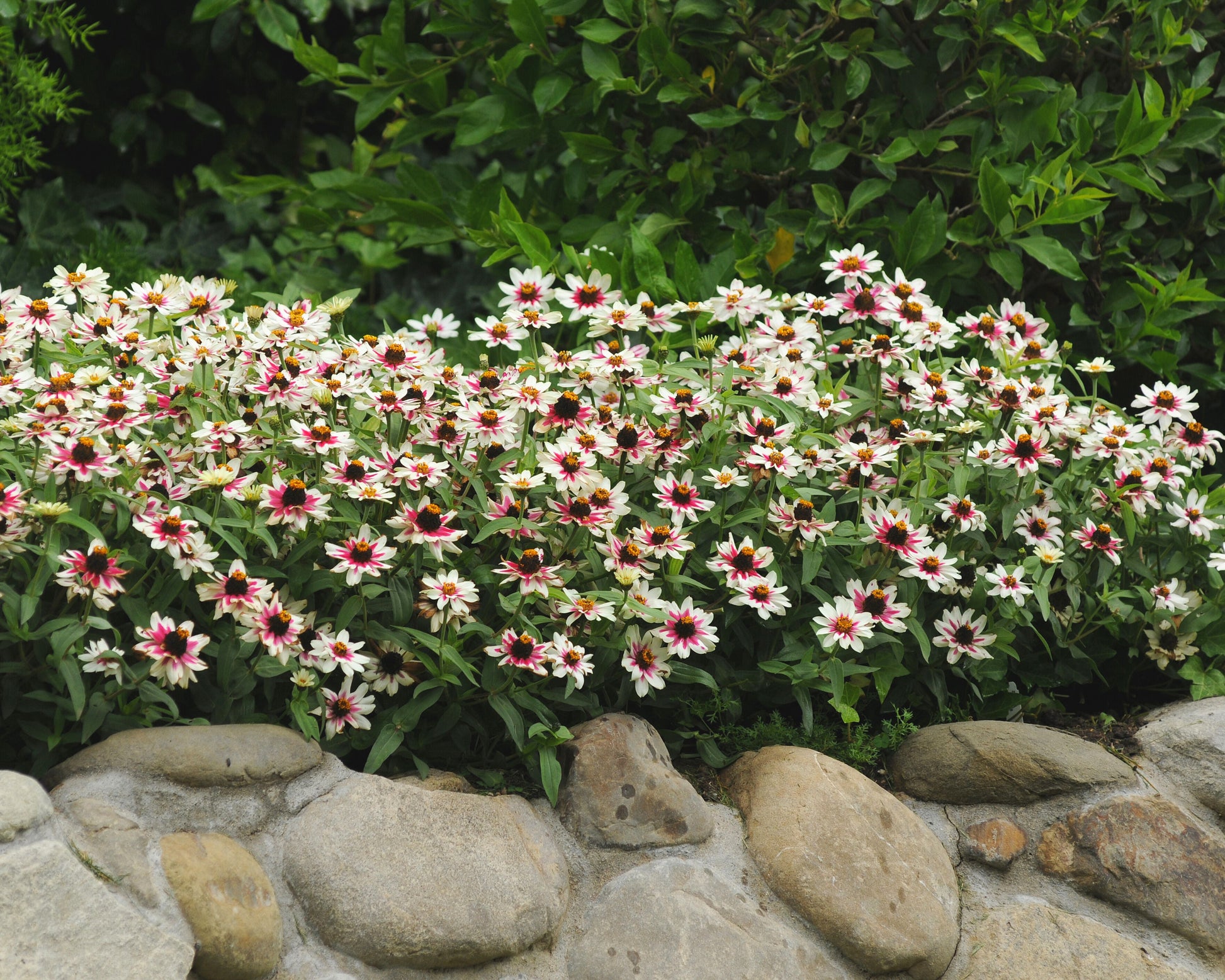 Zahara Starlight Rose Zinnia - Blessings Grow Meadows