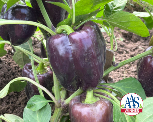 Dragonfly Hybrid Pepper Seeds - Blessings Grow Meadows