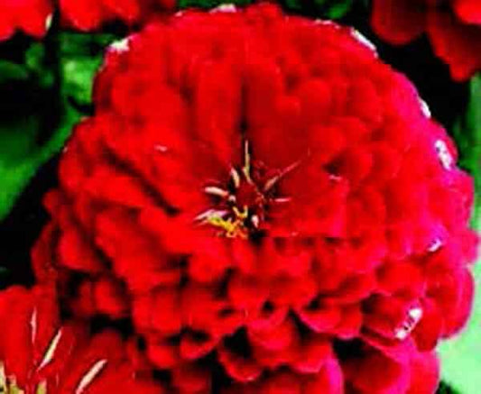 Dreamland Hybrid Red Zinnia Seeds - Blessings Grow Meadows