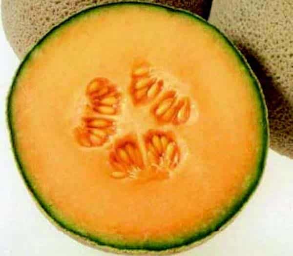 Goddess Hybrid Melon Seeds - Blessings Grow Meadows
