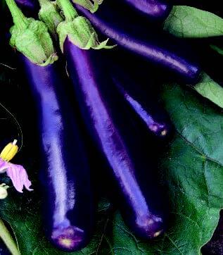 Hansel Hybrid Eggplant Seeds - Blessings Grow Meadows