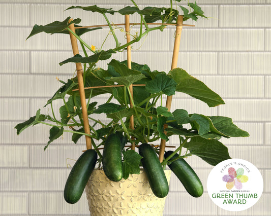 Quick Snack Hybrid Cucumber Seeds - Blessings Grow Meadows