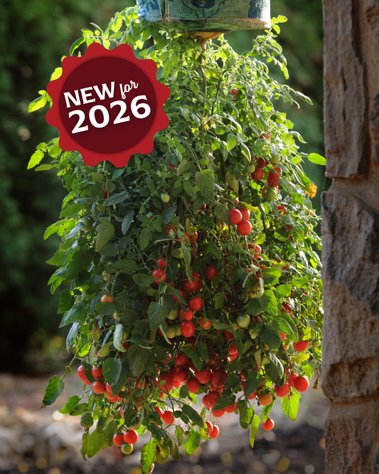 Topsy Tom Hybrid Tomato Seeds - Blessings Grow Meadows