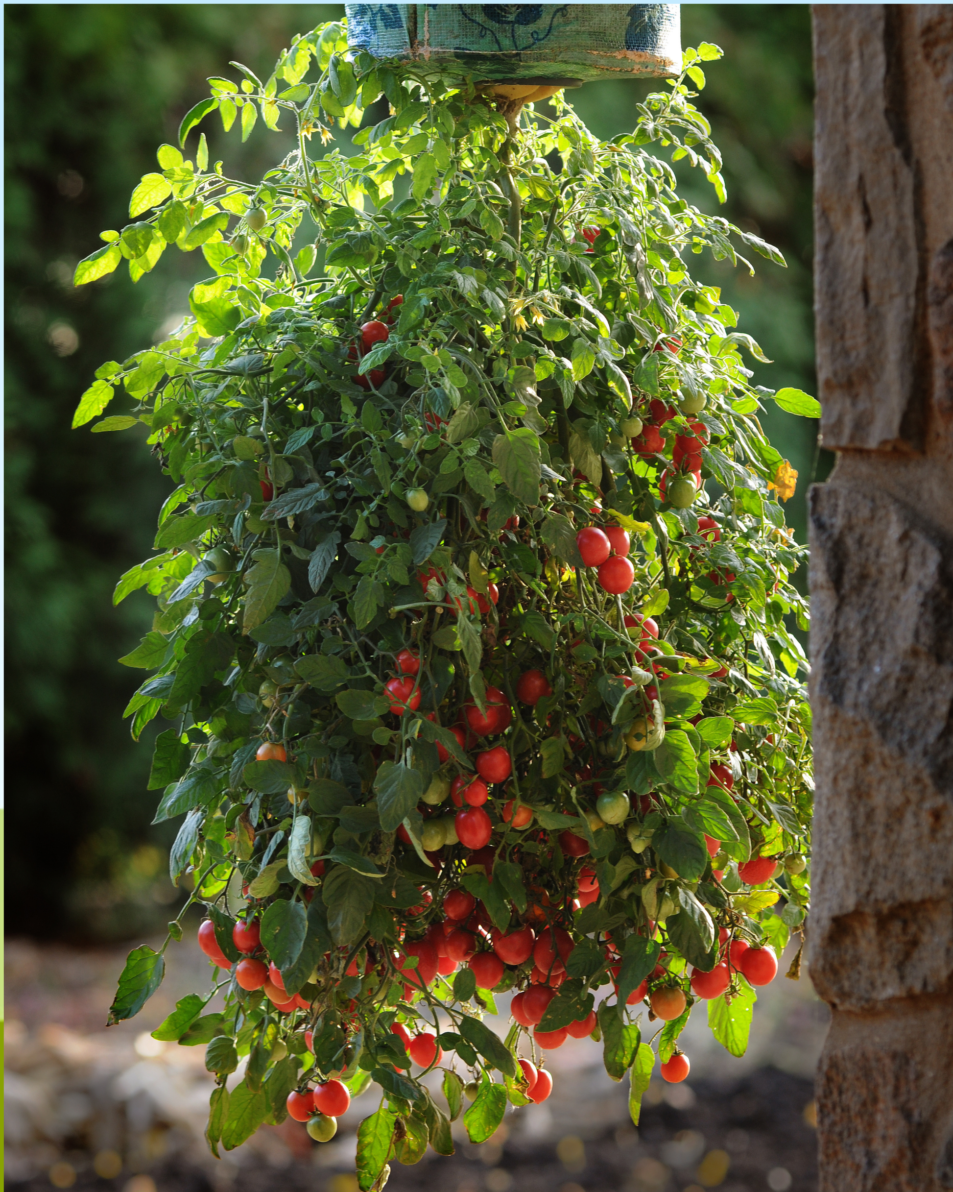 Topsy Tom Hybrid Tomato Seeds - Blessings Grow Meadows