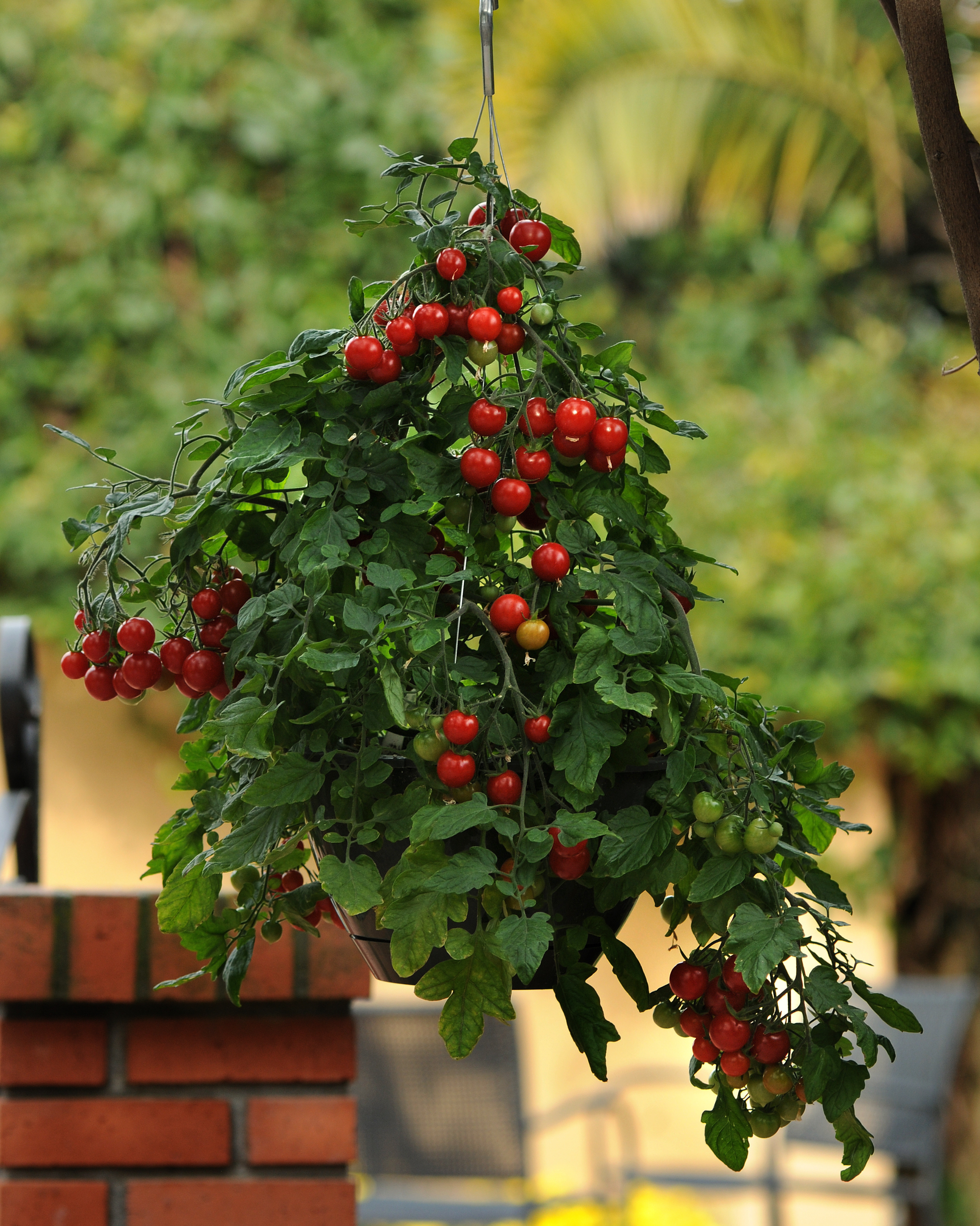 Topsy Tom Hybrid Tomato Seeds - Blessings Grow Meadows