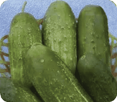 Calypso Hybrid Cucumber Seeds - Blessings Grow Meadows