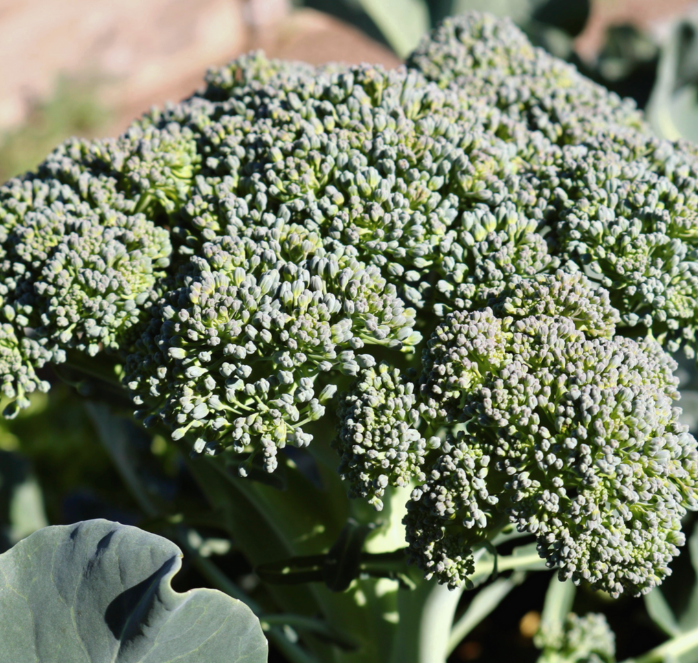 Packet of Seeds 'n Such Castle Dome Hybrid Broccoli Seeds with 100 seeds for planting and gardening.