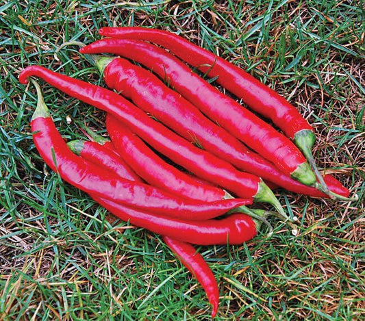 Cayenne Large Red Thick Hot Pepper Seeds - Blessings Grow Meadows