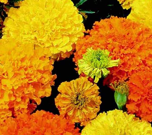 Crackerjack Mix Marigold Seeds - Blessings Grow Meadows