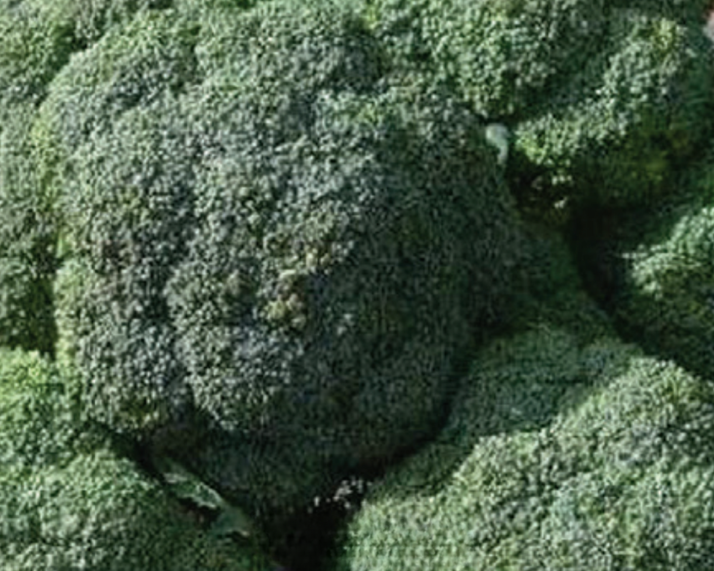 Packet of Seeds 'n Such De Cicco broccoli seeds showing 100 seeds in the packet for planting and gardening.