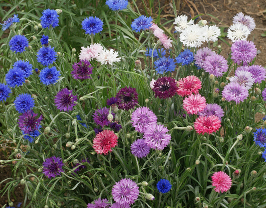Dwarf Polka Dot Mix Bachelor's Button Seeds - Blessings Grow Meadows