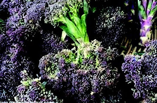 Early Purple Sprouting - Blessings Grow Meadows