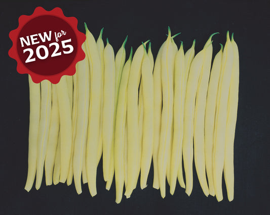 Gold Mine Wax Bean Seeds - Blessings Grow Meadows