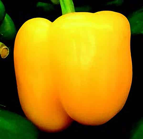 Golden Calwonder Pepper Seeds - Blessings Grow Meadows