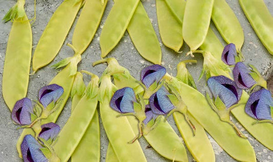 Golden Sweet Snow Pea Seeds - Blessings Grow Meadows