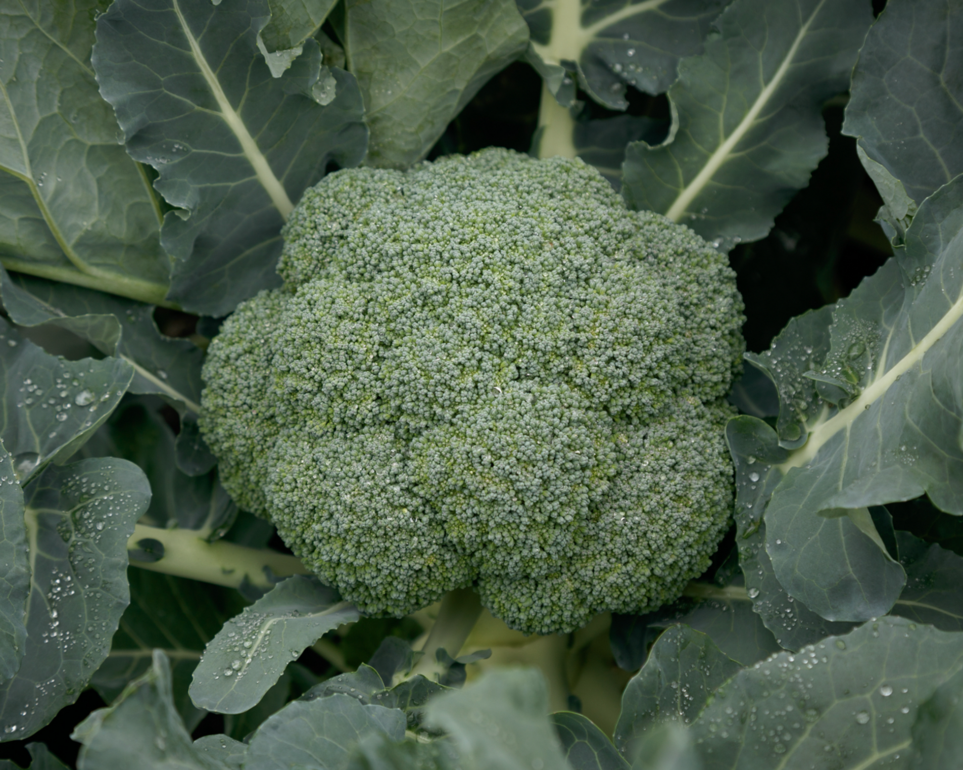 Packet of Seeds 'n Such Gypsy Hybrid Broccoli Seeds showing bright green broccoli seed packet with product label.