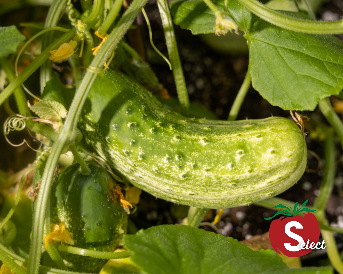 Homemade Pickles Cucumber Seeds - Blessings Grow Meadows