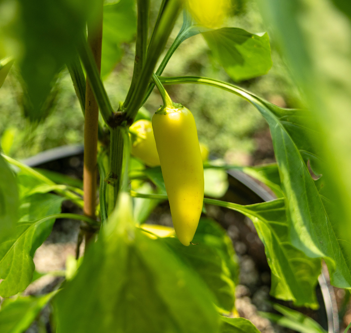 Hungarian Yellow Hot Wax Pepper Seeds - Blessings Grow Meadows