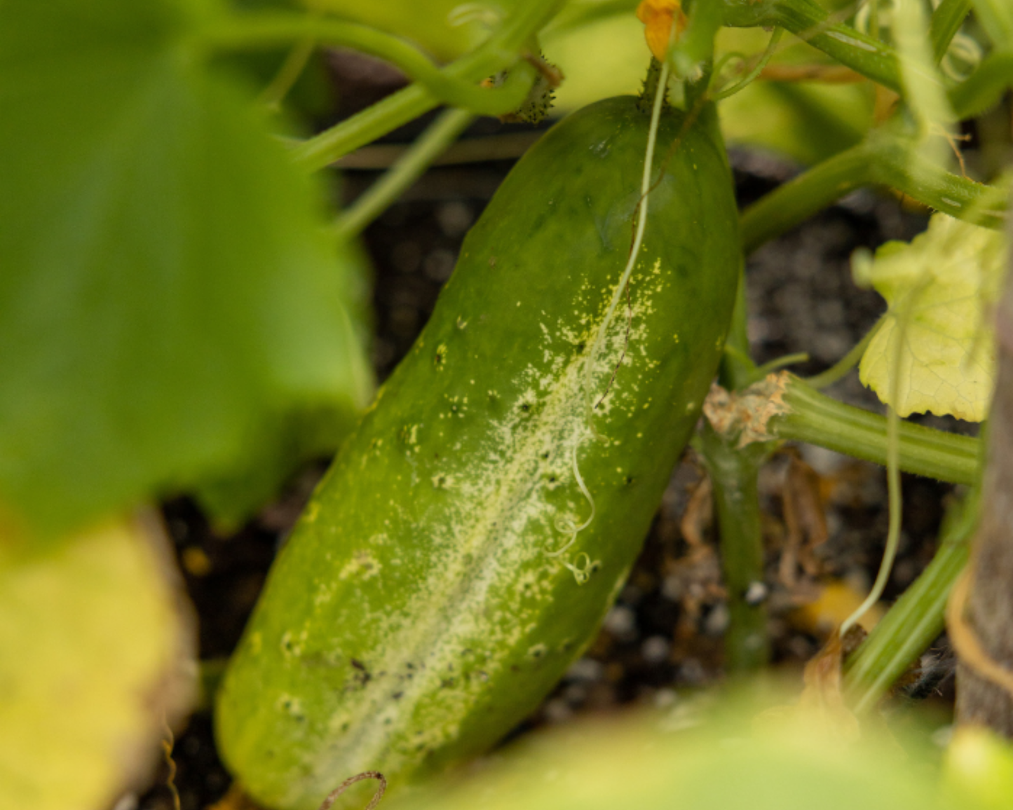 National Pickling Cucumber Seeds - Blessings Grow Meadows
