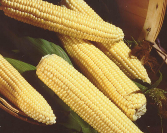 Packet of Northern Xtra-Sweet Corn Seeds from Seeds 'n Such, featuring bright yellow corn kernels on a seed packet.