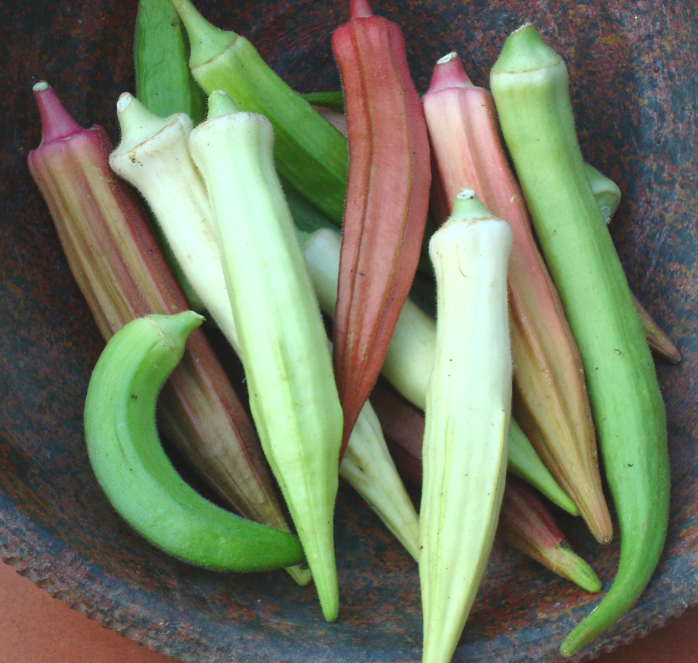 Rainbow Fiesta Blend Okra Seeds - Blessings Grow Meadows