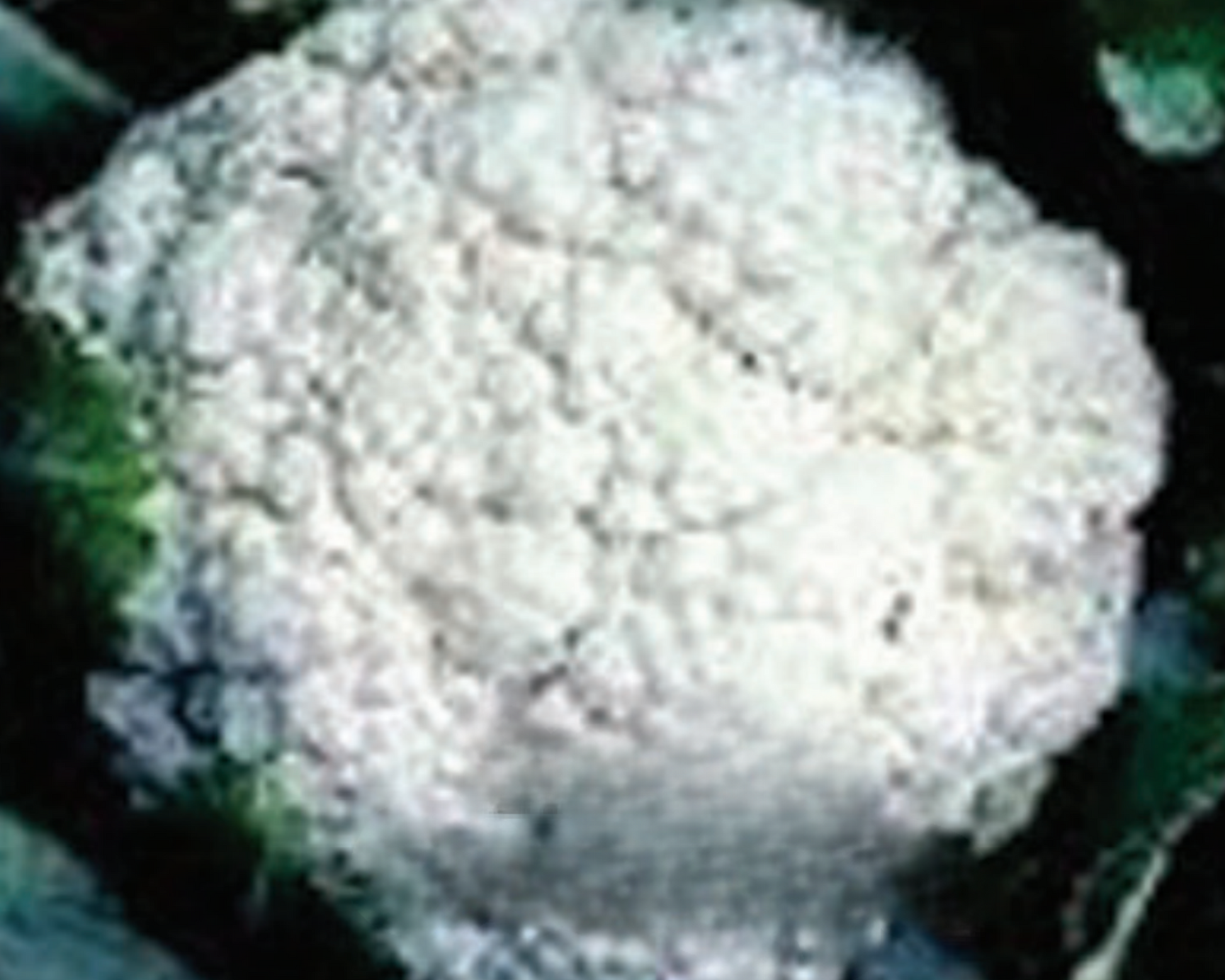 Packet of Seeds 'n Such Snowball Self-Blanching Cauliflower Seeds showing 100 seeds in a colorful packet.