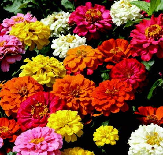 State Fair Mix Zinnia Seeds - Blessings Grow Meadows