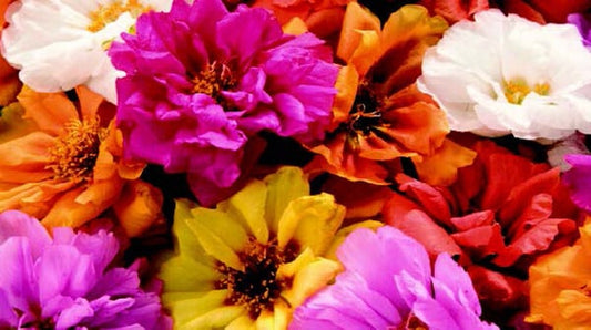 Sundial Hybrid Mix Portulaca Seeds - Blessings Grow Meadows