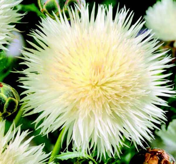 The Bride Bachelor's Button Seeds - Blessings Grow Meadows