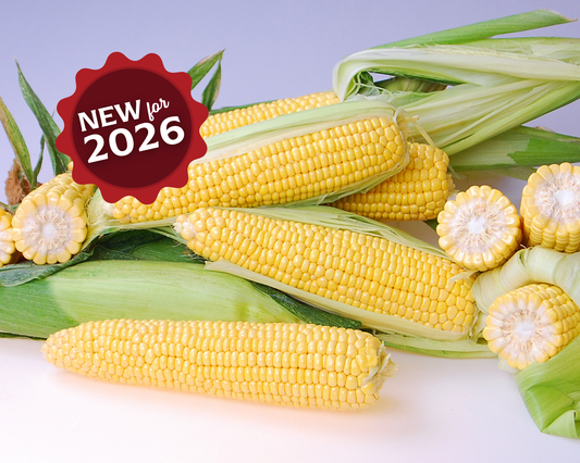 Triple Threat (yellow sh2) Hybrid Sweet Corn Seeds - Blessings Grow Meadows