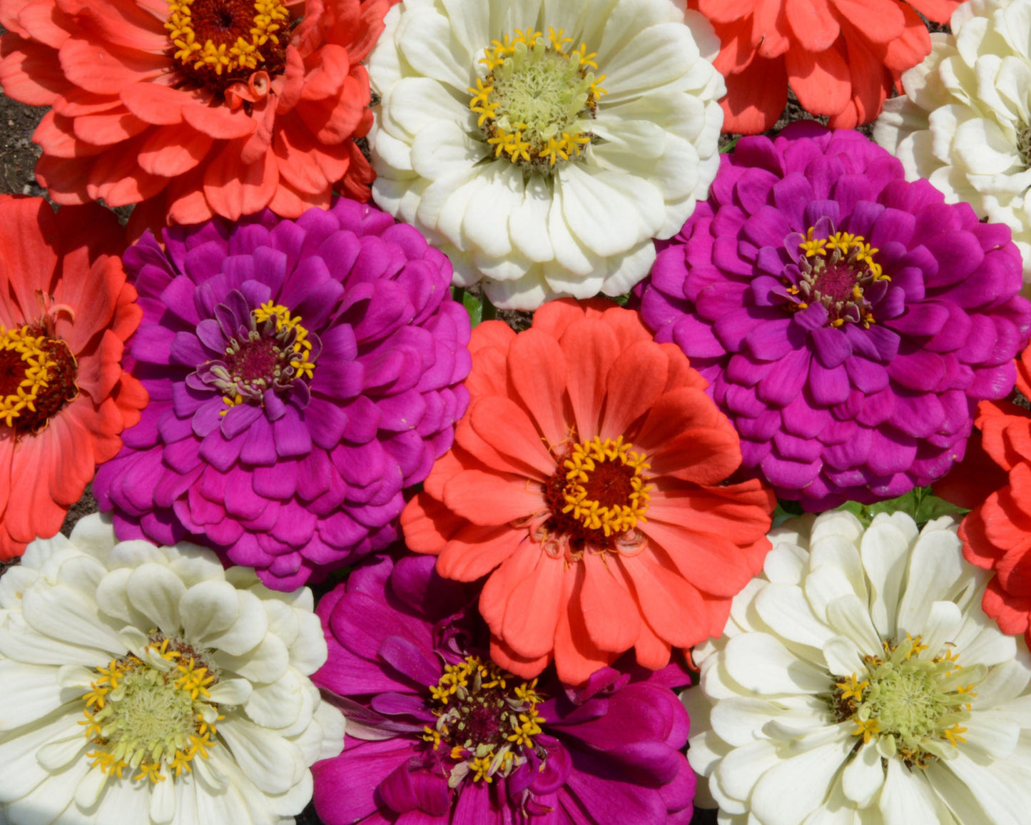 Under the Sea Mix Zinnia Seeds - Blessings Grow Meadows