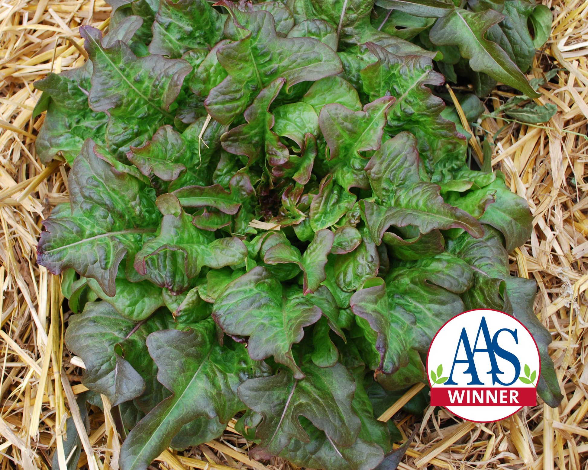 Bronze Beauty Heirloom Leaf Lettuce Seeds - Blessings Grow Meadows