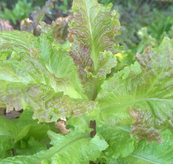 Prizehead Lettuce Seeds - Blessings Grow Meadows