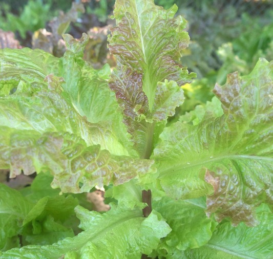 Prizehead Lettuce Seeds - Blessings Grow Meadows