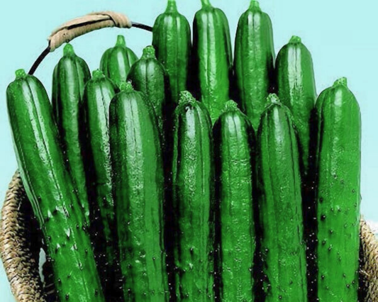 Summer Dance Hybrid Cucumber Seeds - Blessings Grow Meadows