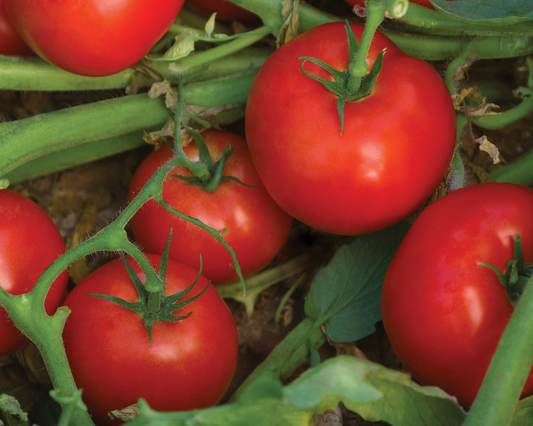 Packet of Bella Rosa Hybrid Tomato Seeds from Seeds 'n Such, showing 12 to 15 seeds in a colorful seed packet.