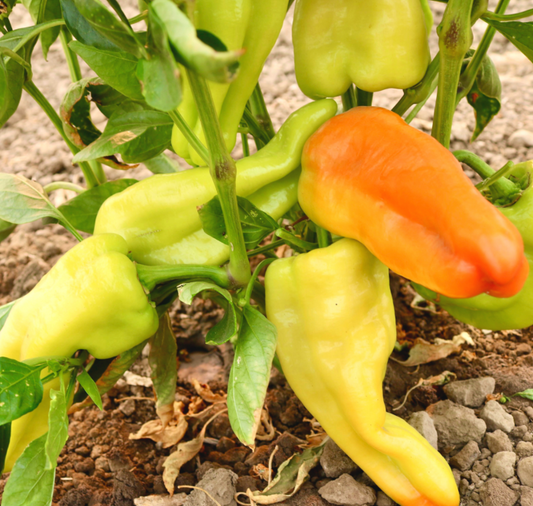 Biscayne Hybrid Pepper Seeds - Blessings Grow Meadows
